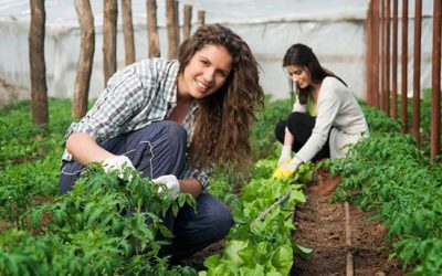 Candidaturas abertas ao Pedido Único de Ajudas Agrícolas 2022