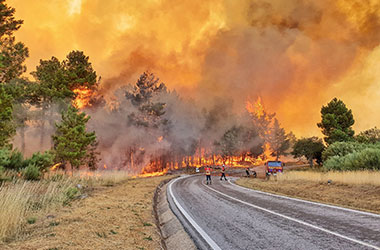 Candidaturas abertas a agricultores afetados pelos incêndios deste verão