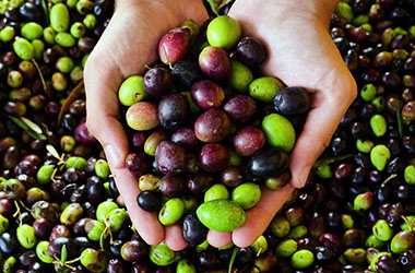 ‘OliveBIOextract’ faz o aproveitamento sustentável do bagaço de azeitona