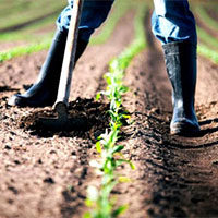 Mais de 700 candidaturas de jovens agricultores em territórios de baixa densidade