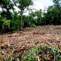 Norte e Centro dispõem de 20 milhões de euros para Cadastro Simplificado